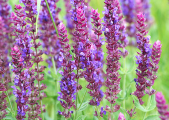 Sage (salvia nemorosa) grows in the wild