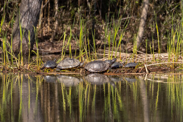 turtles in lake