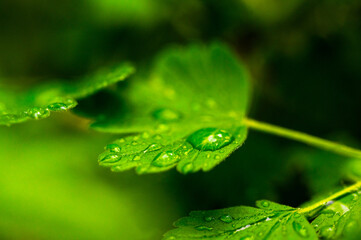 Close-up of vibrant green leaves adorned with glistening water droplets, creating a fresh and...