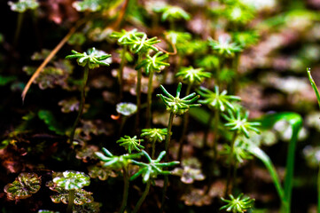 Close-up of bright green moss-like plants with star-shaped tops, standing tall against a dark,...