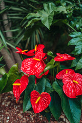 Exotic bright red calla flowers growing outside. Natural floral background wallpaper for women's day
