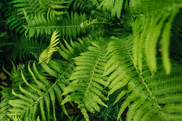 Bright green tropical background of exotic jungle natural ferns