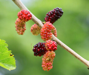 Black mulberry berries (Morus nigra) ripen on a tree branch