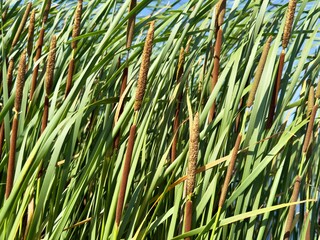 Close-up view of common cattails (Typha latifolia) growing densely in wetlands on a sunny summer...