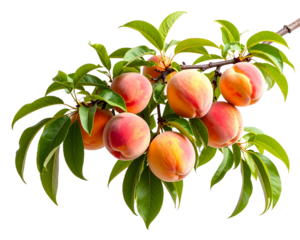 Cluster of Peaches on a Curved Branch with Subtle Shadows, artistic composition, isolated on transparent background