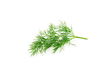 Dill isolated on white background. Fresh organic greens. Dill plantation. Dill leaves. Bunch of spring young dill. Vitamins. Fiber. Aromatic culinary spice.