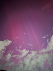 Comet at Dusk Above the Trees
