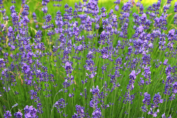 Lavender flowers bloom on a flower bed
