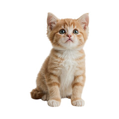 Obraz premium Adorable ginger tabby kitten with green eyes sitting isolated on a transparent background