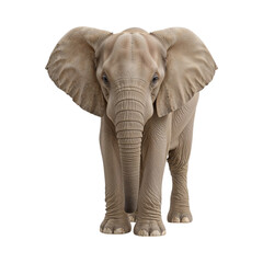 Fototapeta premium African elephant standing front view isolated on a transparent background animal