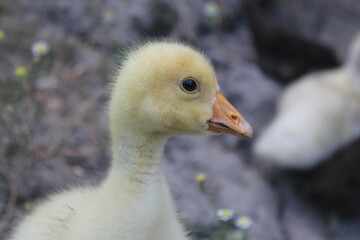 little goose