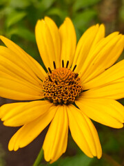 Bright Yellow Heliopsis Flower with Detailed Central Disc Florets