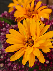 Vibrant Yellow Heliopsis Flowers Amidst Purple Allium Blooms