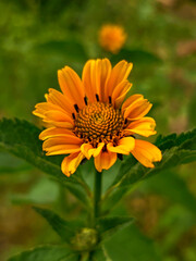 Bright Yellow Heliopsis Flower with Detailed Center and Green Foliage