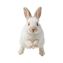 Obraz premium Fluffy white rabbit with pink ears and brown accents isolated on a transparent background