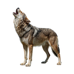 Gray wolf howling with mouth open isolated on a transparent background animal wild