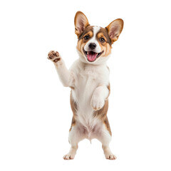 Happy corgi dog standing on hind legs waving paw isolated on a transparent background