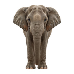 Majestic African Elephant Front View Majestic Gray Pachyderm isolated on a transparent background