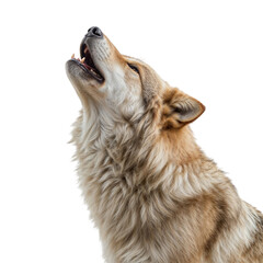 Majestic wolf howling with open mouth and fur detail isolated on a transparent background