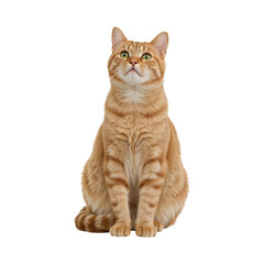 Orange tabby cat looking up isolated on a transparent background feline domestic