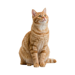 Orange tabby cat looking upwards attentively isolated on a transparent background