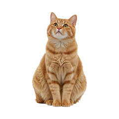 Orange tabby cat looking upwards isolated on a transparent background orange cat