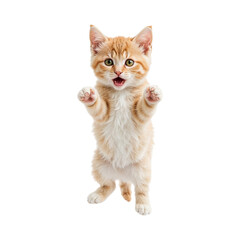 Orange tabby kitten standing on hind legs with paws raised isolated on a transparent background