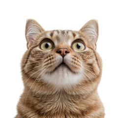 Tabby cat face looking up with wide green eyes isolated on a transparent background