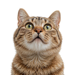 Tabby cat with green eyes looking up isolated on a transparent background feline