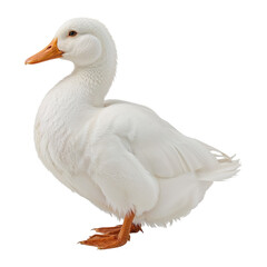 White domestic duck with orange beak and feet isolated on a transparent background