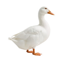 White duck with orange beak and feet isolated on a transparent background domestic fowl