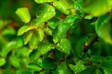 Lush green leaves covered in water droplets, with a soft, blurred background. The leaves are vibrant and healthy
