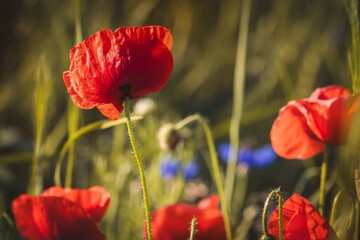 Field poppies against a blurred background on a sunny day in June.