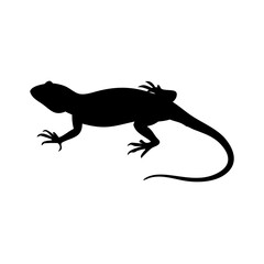 Sand lizard silhouette in black and white flat vector illustration on white background