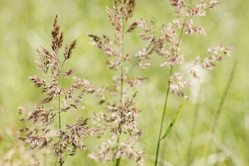 Delicate wild grass swaying in sunlit meadow, beige green pastel color. Natural bokeh in background, tranquil and lightness nature. Texture of grass creating minimal aesthetic, beauty in nature