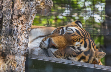 A large Bengal tiger takes a nap in its enclosure at the zoo on a hot summer day.