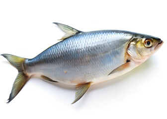 fish isolated on white