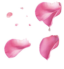 pink rose petals pattern 