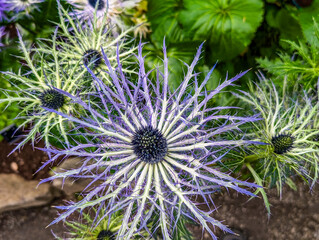 The Akureyri Botanical Garden, Iceland