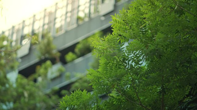 Close-up of green tree with blurred modern building in background &ndash; eco-friendly, sustainable architecture, green design and carbon dioxide reduction concept for urban environment