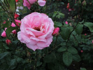 pink rose in garden