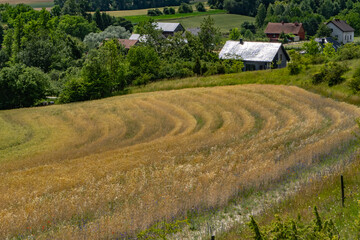 Curved rows of a golden cereal field blend harmoniously with a Central European village. The scene...