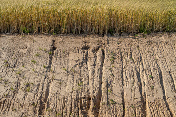 Visible signs of soil erosion at the edge of a cereal field. A powerful image showing the impact of water runoff on farmland and agricultural sustainability