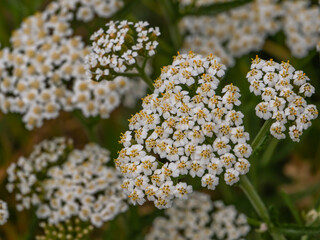 Close-up of blooming yarrow (Achillea millefolium) flower heads with delicate white petals and...
