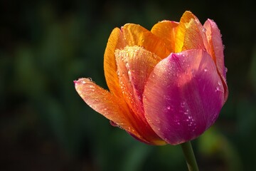 Fototapeta premium Vibrant Sunflower in Bloom