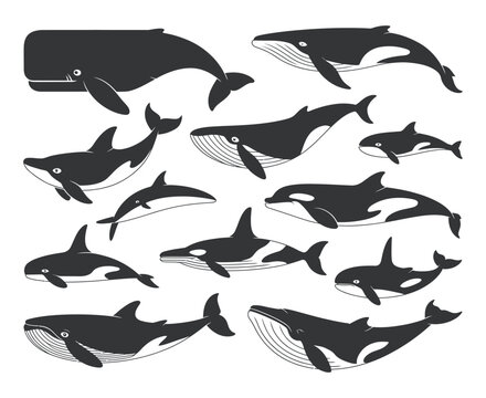 Collection of Black and White Silhouettes of Various Whale Species Simple illustrations different whale types black white style whale orca dolphin sperm whale