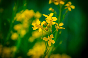 Vibrant yellow canola flowers blooming, green background