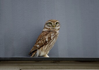 Urban Japanese Scops Owl Series on Concrete Building Ledge