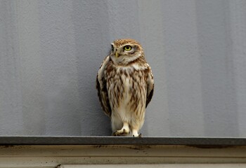 Urban Japanese Scops Owl Series on Concrete Building Ledge