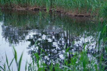 one duck swims in pond